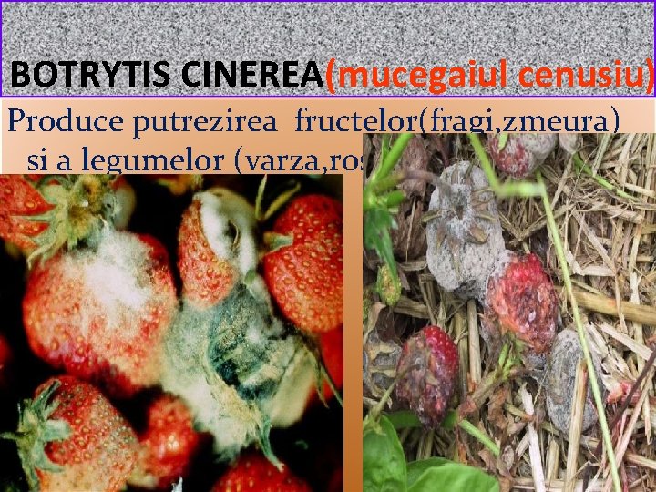 BOTRYTIS CINEREA(mucegaiul cenusiu) Produce putrezirea fructelor(fragi, zmeura) si a legumelor (varza, rosii) si 