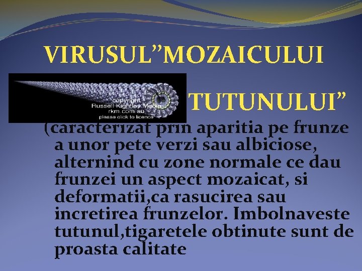 VIRUSUL’’MOZAICULUI TUTUNULUI” (caracterizat prin aparitia pe frunze a unor pete verzi sau albiciose, alternind