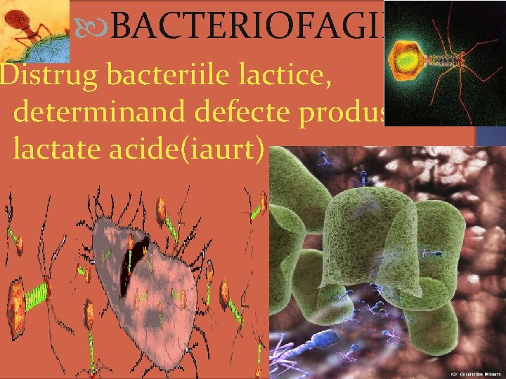  BACTERIOFAGII Distrug bacteriile lactice, determinand defecte produselor lactate acide(iaurt) 