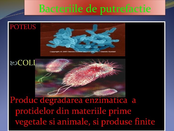 Bacteriile de putrefactie POTEUS COLI Produc degradarea enzimatica a protidelor din materiile prime vegetale