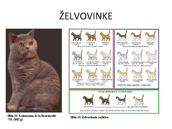 ŽELVOVINKE Slika 15: Kalamazzoo de la Boucharelle *NL (BRI g) Slika 14: Želvovinaste različice.