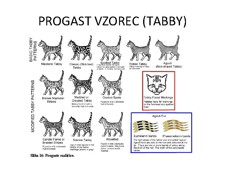 PROGAST VZOREC (TABBY) Slika 16: Progaste različice. 