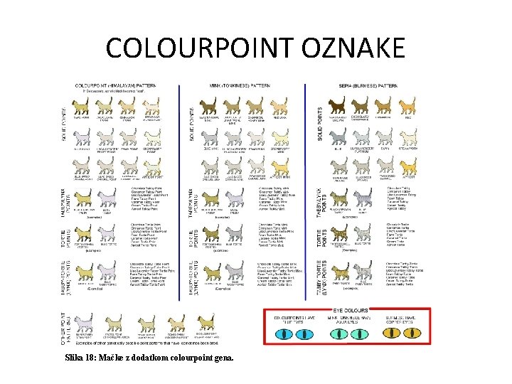 COLOURPOINT OZNAKE Slika 18: Mačke z dodatkom colourpoint gena. 