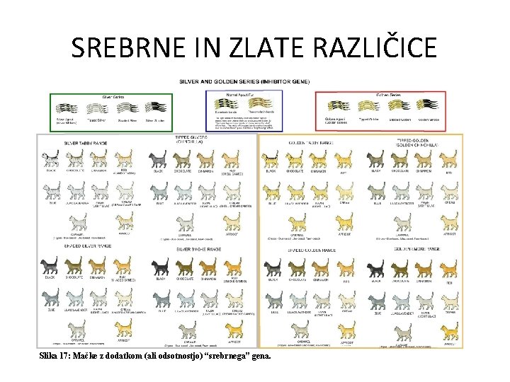 SREBRNE IN ZLATE RAZLIČICE Slika 17: Mačke z dodatkom (ali odsotnostjo) “srebrnega” gena. 