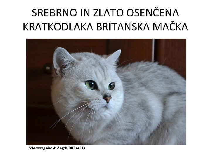 SREBRNO IN ZLATO OSENČENA KRATKODLAKA BRITANSKA MAČKA Schoenweg nino di Angelo BRI ns 11)