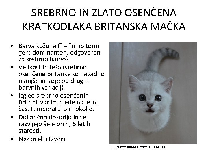 SREBRNO IN ZLATO OSENČENA KRATKODLAKA BRITANSKA MAČKA • Barva kožuha (I – Inhibitorni gen: