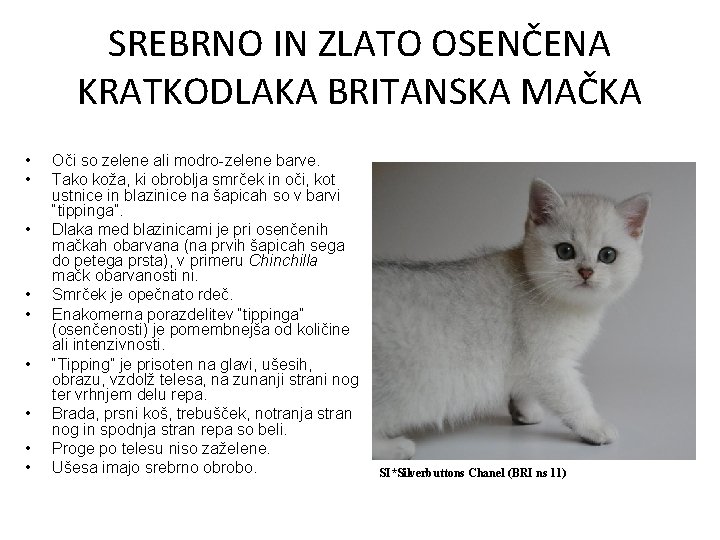 SREBRNO IN ZLATO OSENČENA KRATKODLAKA BRITANSKA MAČKA • • • Oči so zelene ali