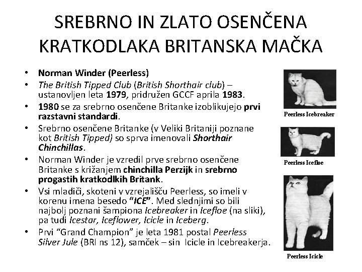 SREBRNO IN ZLATO OSENČENA KRATKODLAKA BRITANSKA MAČKA • Norman Winder (Peerless) • The British