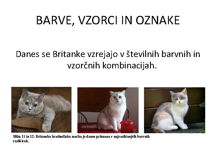 BARVE, VZORCI IN OZNAKE Danes se Britanke vzrejajo v številnih barvnih in vzorčnih kombinacijah.