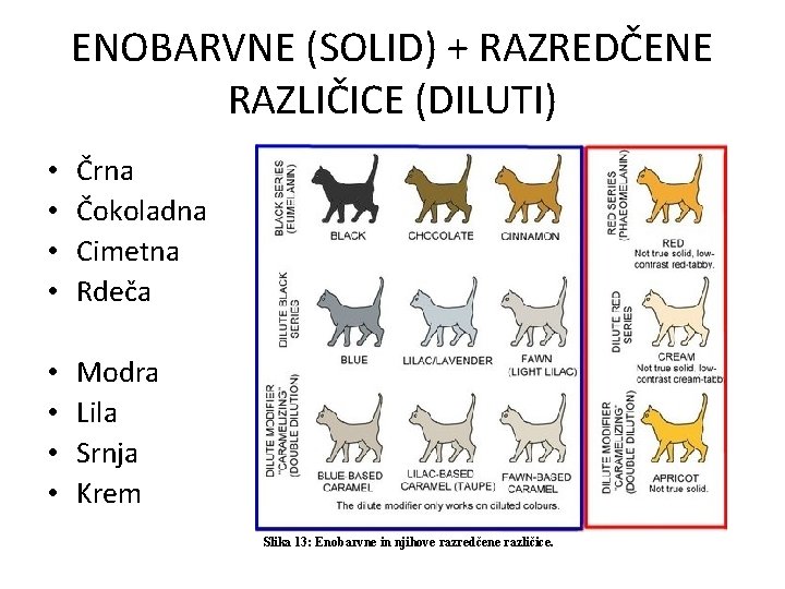 ENOBARVNE (SOLID) + RAZREDČENE RAZLIČICE (DILUTI) • • Črna Čokoladna Cimetna Rdeča • •