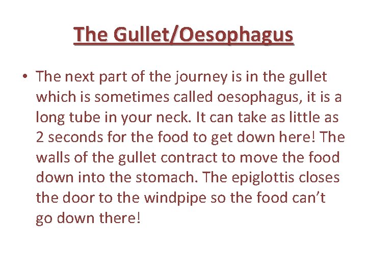 The Gullet/Oesophagus • The next part of the journey is in the gullet which