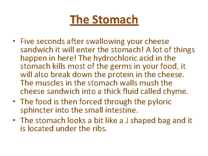 The Stomach • Five seconds after swallowing your cheese sandwich it will enter the