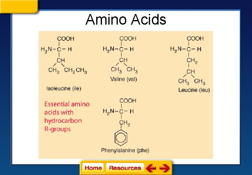 Amino Acids 