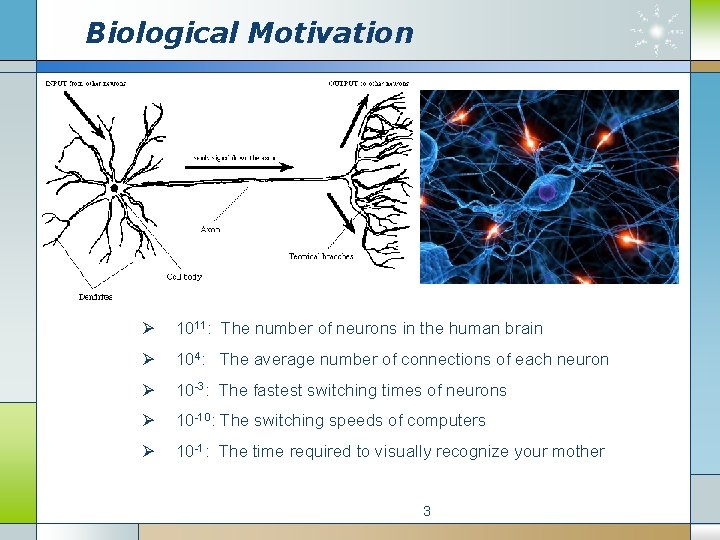 Biological Motivation Ø 1011: The number of neurons in the human brain Ø 104: