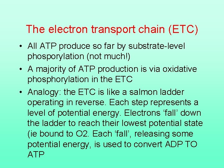 The electron transport chain (ETC) • All ATP produce so far by substrate-level phosporylation