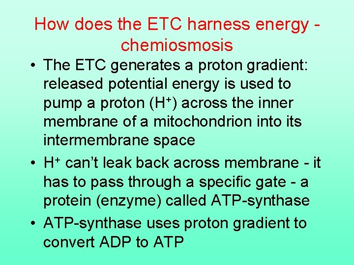 How does the ETC harness energy chemiosmosis • The ETC generates a proton gradient: