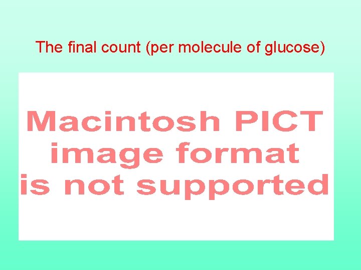 The final count (per molecule of glucose) 