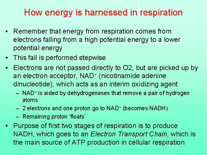 How energy is harnessed in respiration • Remember that energy from respiration comes from