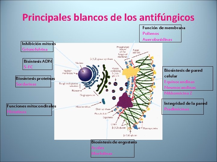 Principales blancos de los antifúngicos Función de membrana Polienos Auerobasidinas Inhibición mitosis Griseofulvina Bisíntesis