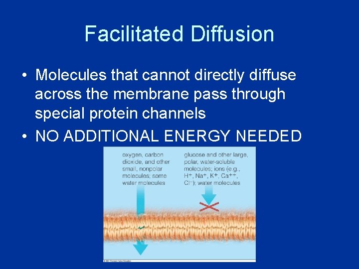 Facilitated Diffusion • Molecules that cannot directly diffuse across the membrane pass through special