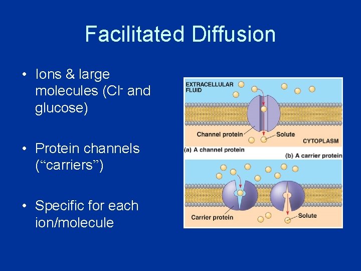 Facilitated Diffusion • Ions & large molecules (Cl- and glucose) • Protein channels (“carriers”)