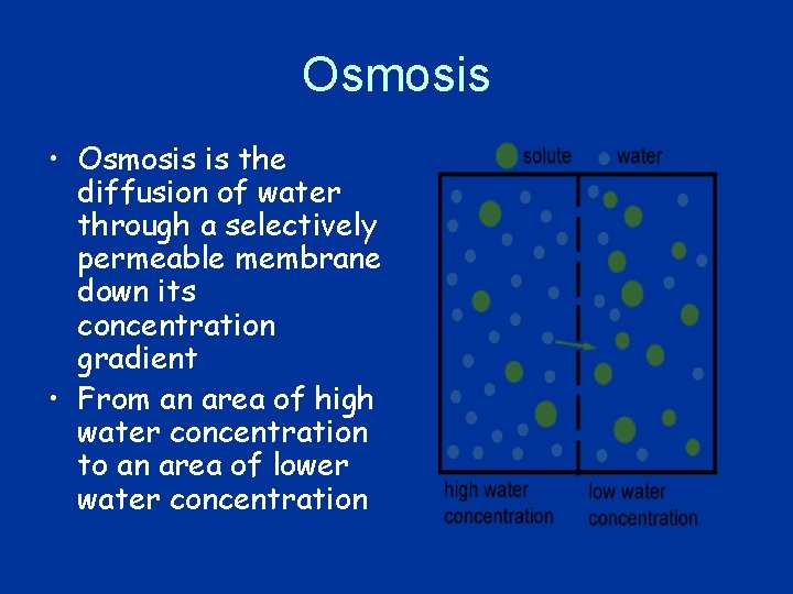 Osmosis • Osmosis is the diffusion of water through a selectively permeable membrane down