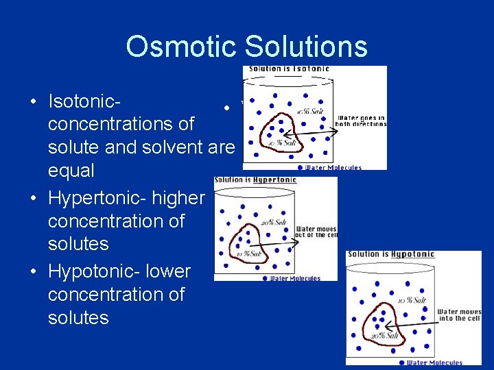 Osmotic Solutions • Isotonic • \\ concentrations of solute and solvent are equal •