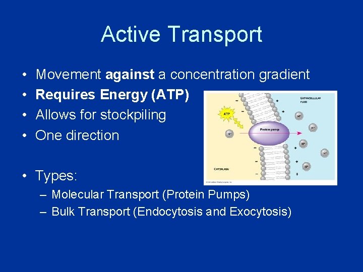 Active Transport • • Movement against a concentration gradient Requires Energy (ATP) Allows for