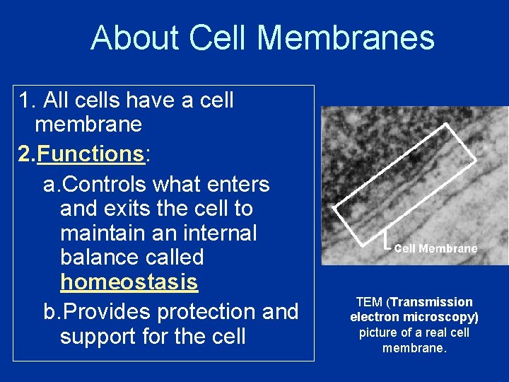 About Cell Membranes 1. All cells have a cell membrane 2. Functions: a. Controls