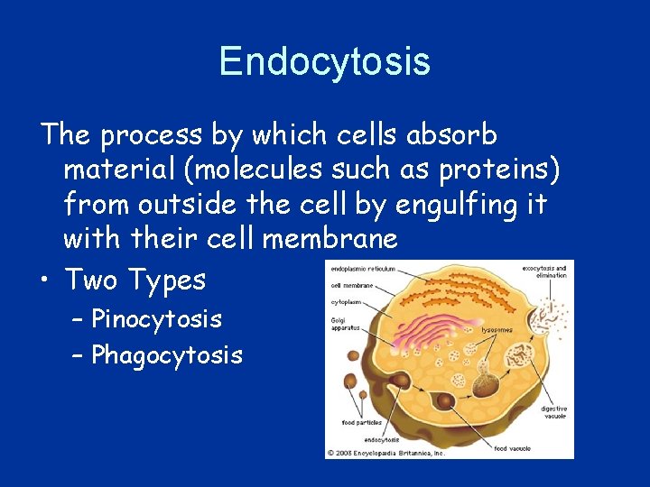 Endocytosis The process by which cells absorb material (molecules such as proteins) from outside