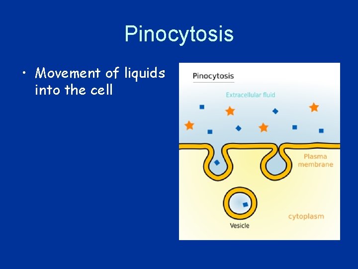 Pinocytosis • Movement of liquids into the cell 