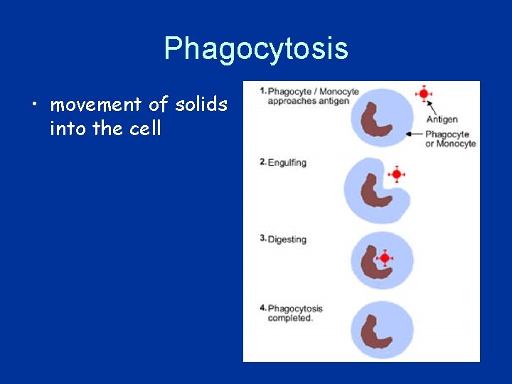 Phagocytosis • movement of solids into the cell 