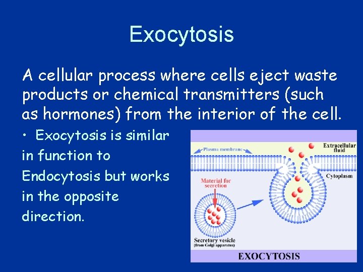 Exocytosis A cellular process where cells eject waste products or chemical transmitters (such as