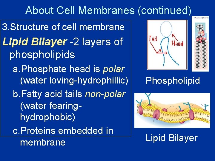 About Cell Membranes (continued) 3. Structure of cell membrane Lipid Bilayer -2 layers of