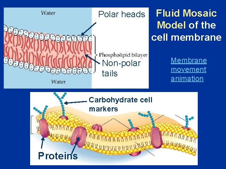Polar heads Fluid Mosaic Model of the cell membrane Non-polar tails Carbohydrate cell markers
