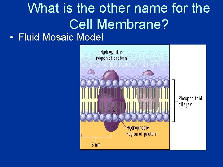 What is the other name for the Cell Membrane? • Fluid Mosaic Model 