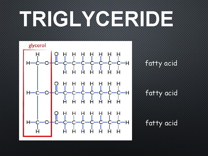 TRIGLYCERIDE fatty acid 