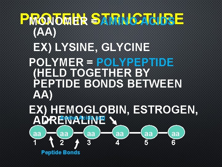PROTEIN MONOMER STRUCTURE = AMINO ACIDS (AA) EX) LYSINE, GLYCINE POLYMER = POLYPEPTIDE (HELD