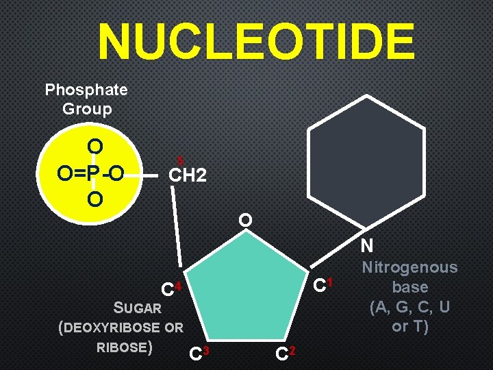 NUCLEOTIDE Phosphate Group O O=P-O O 5 CH 2 O N C 1 C