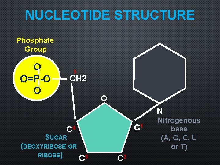 NUCLEOTIDE STRUCTURE Phosphate Group O O=P-O O 5 CH 2 O N C 1