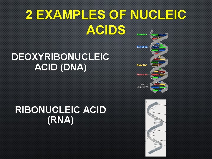 2 EXAMPLES OF NUCLEIC ACIDS DEOXYRIBONUCLEIC ACID (DNA) RIBONUCLEIC ACID (RNA) 