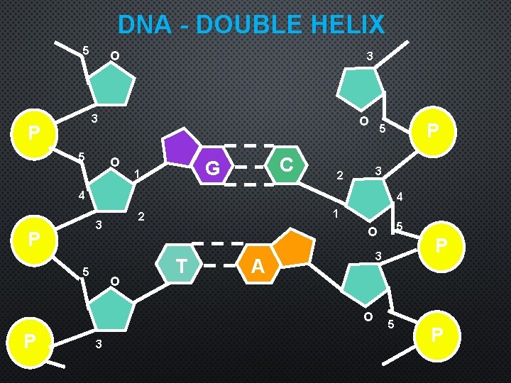DNA - DOUBLE HELIX 5 O 3 3 P 5 O O C G