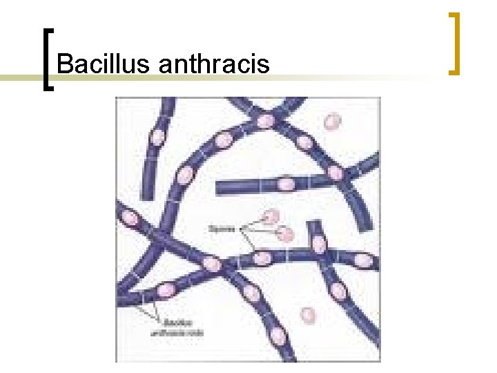 Bacillus anthracis 