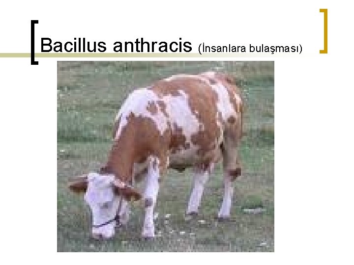 Bacillus anthracis (İnsanlara bulaşması) 