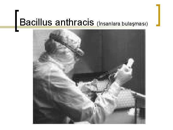 Bacillus anthracis (İnsanlara bulaşması) 