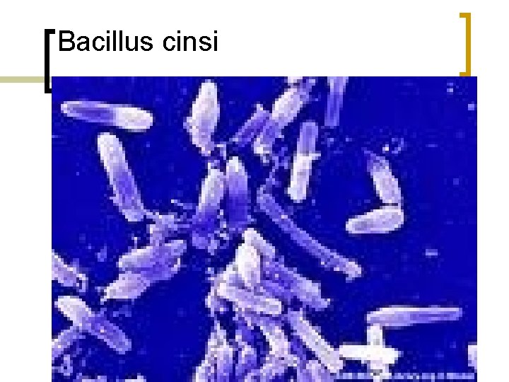 Bacillus cinsi 