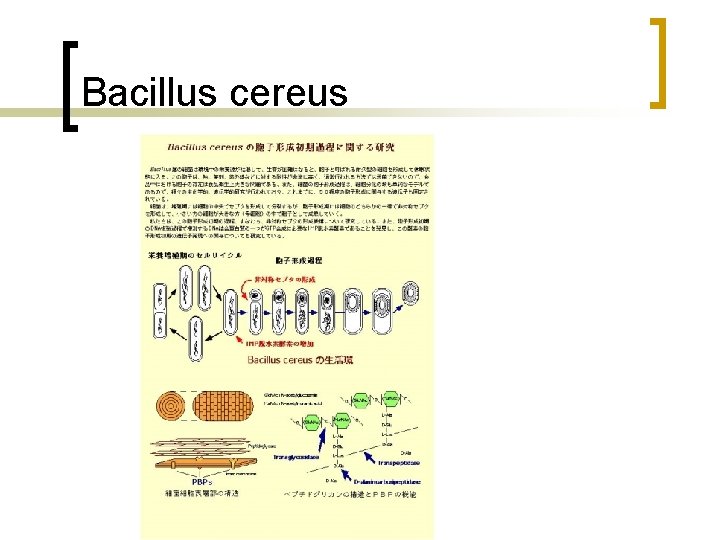 Bacillus cereus 