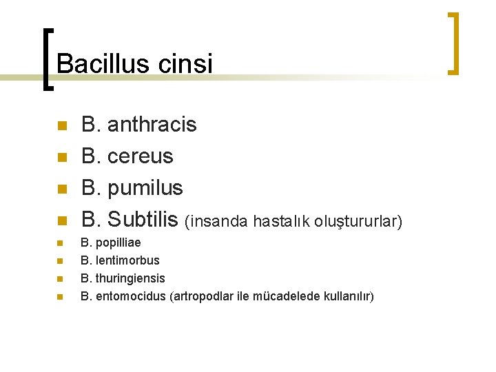 Bacillus cinsi n n n n B. anthracis B. cereus B. pumilus B. Subtilis