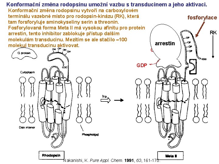 Konformační změna rodopsinu umožní vazbu s transducinem a jeho aktivaci. Konformační změna rodopsinu vytvoří