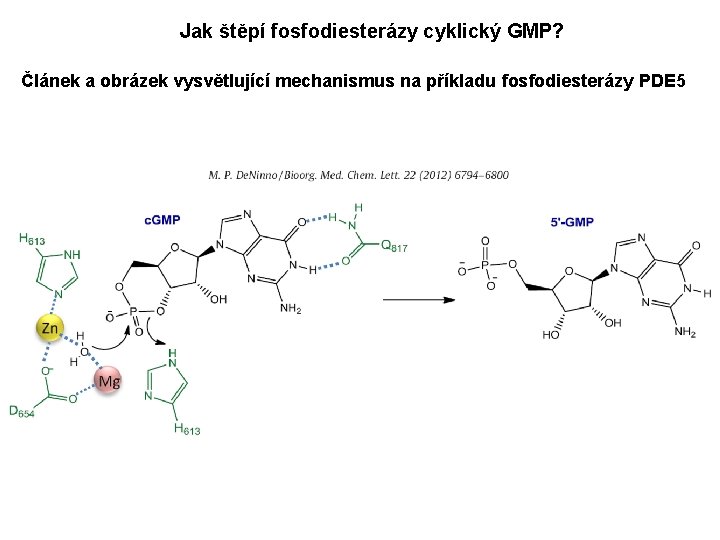 Jak štěpí fosfodiesterázy cyklický GMP? Článek a obrázek vysvětlující mechanismus na příkladu fosfodiesterázy PDE